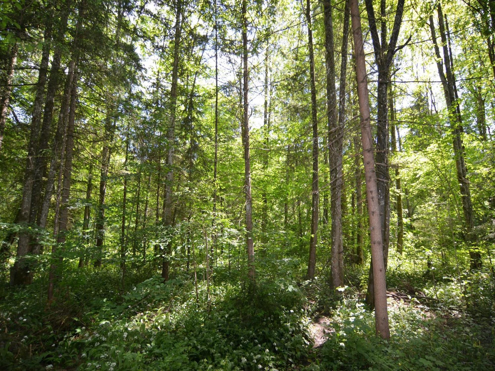 Apartment With Balcony In Schoenau Am Koenigssee מראה חיצוני תמונה